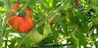 Garden Tomatoes