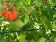 Garden Tomatoes