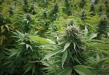 Attorney Threatens Action Over City’s Pot Regulations