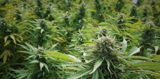 Attorney Threatens Action Over City’s Pot Regulations