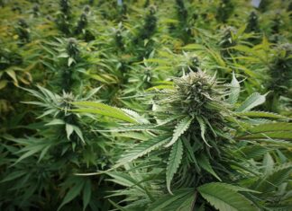 Attorney Threatens Action Over City’s Pot Regulations