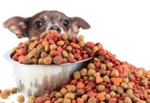 So Many Pet Foods – How to Choose?