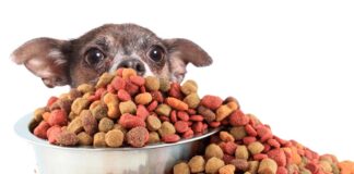 So Many Pet Foods – How to Choose?