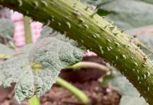 Plants as (Political) Weapons