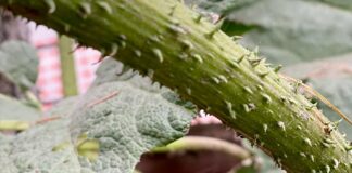 Plants as (Political) Weapons