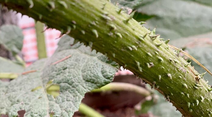 Plants as (Political) Weapons