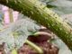 Plants as (Political) Weapons
