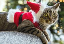 Winter Events to Keep Us Connected