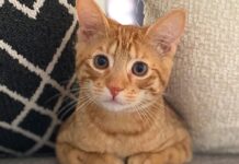 Holiday House Proofing