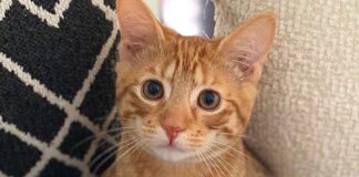 Holiday House Proofing