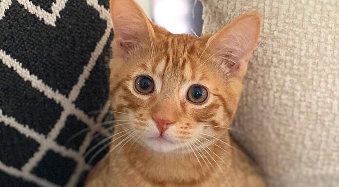 Holiday House Proofing