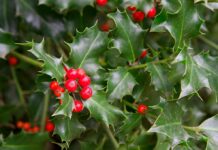 Say ‘Yes’ to Gratitude