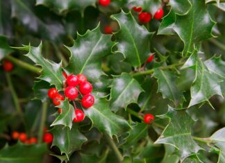 Say ‘Yes’ to Gratitude