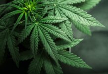 Tualatin Allows Greater Leeway for Cannabis Businesses