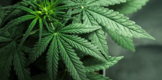 Tualatin Allows Greater Leeway for Cannabis Businesses