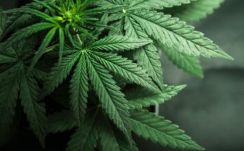 Tualatin Allows Greater Leeway for Cannabis Businesses