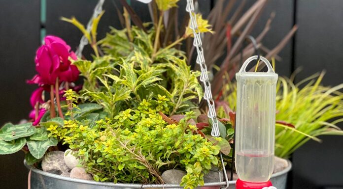 Garden Crimes: Fraud in the Garden