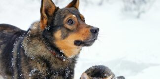 Pet Disaster Kit Checklist