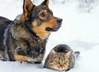 Pet Disaster Kit Checklist