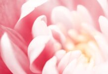 Your Foundations for Health