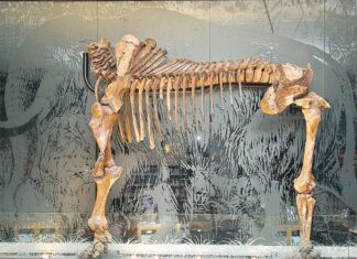 Tualatin Mastodon Reclassified as New Species