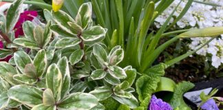 Eye of the Plant-Holder