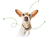 Simple Do’s and Don’ts to Keep your Pet Safe from Pesky Fleas and Ticks Year-round