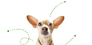 Simple Do’s and Don’ts to Keep your Pet Safe from Pesky Fleas and Ticks Year-round