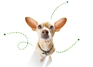 Simple Do’s and Don’ts to Keep your Pet Safe from Pesky Fleas and Ticks Year-round