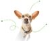 Simple Do’s and Don’ts to Keep your Pet Safe from Pesky Fleas and Ticks Year-round
