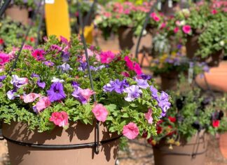 A Garden Rebel by Any Other Name