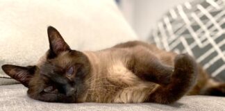 How is your senior pet really doing?