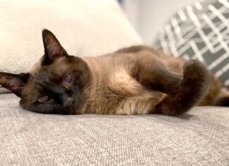 How is your senior pet really doing?