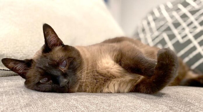 How is your senior pet really doing?