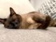 How is your senior pet really doing?