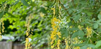 Walking Trees and Other Seemingly Impossible Things