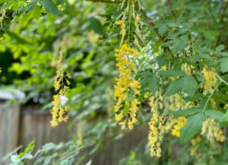 Walking Trees and Other Seemingly Impossible Things