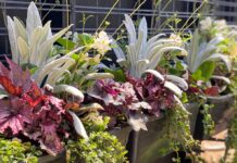 Until drought do us part