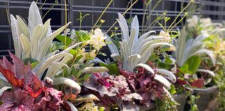 Until drought do us part