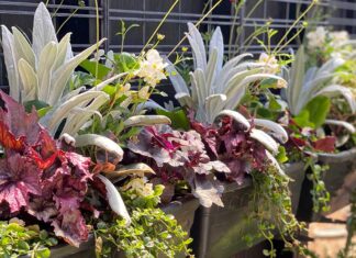 Until drought do us part