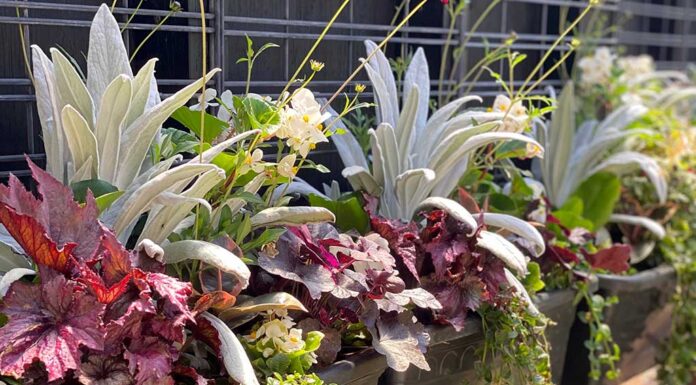 Until drought do us part