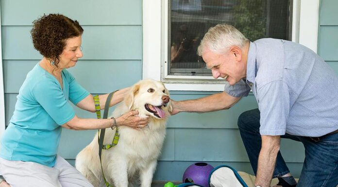 Prepare your pets for disasters