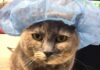 Sammi the clinic cat provides Arthritis advice