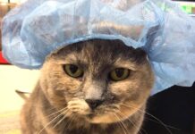 Sammi the clinic cat provides Arthritis advice