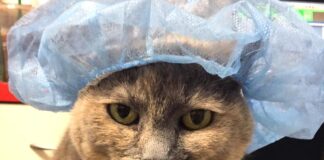 Sammi the clinic cat provides Arthritis advice