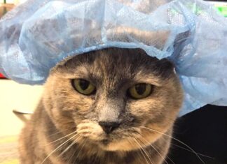 Sammi the clinic cat provides Arthritis advice