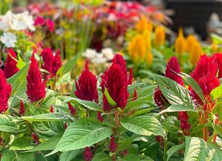 School Supply List: New Potting Bar Garden Corner Flowers