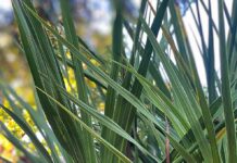 The Carpet Looks Like Grass