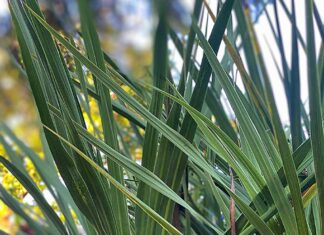 The Carpet Looks Like Grass
