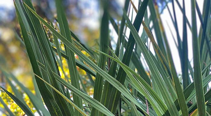 The Carpet Looks Like Grass